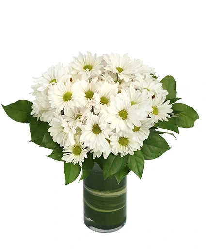 DAZZLING DAISY POMS FLOWER ARRANGEMENT