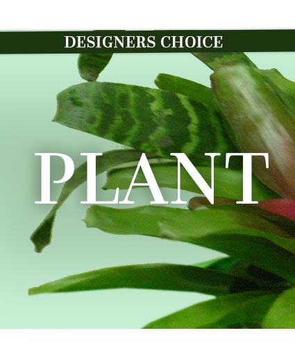 LOVELY PLANT DESIGNER'S CHOICE
