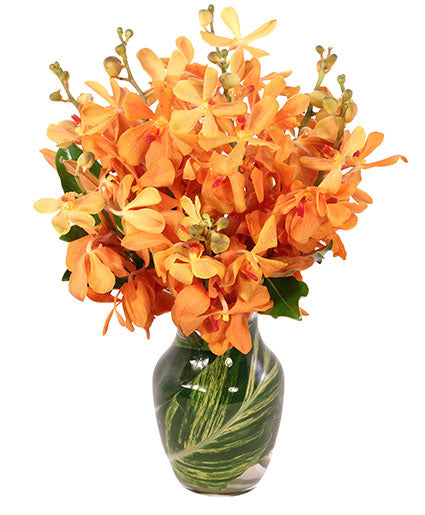 AMBER ORCHIDS FLORAL DESIGN