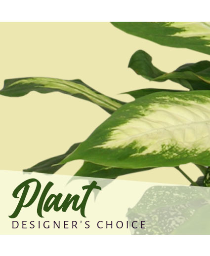 PLANT DESIGNER'S CHOICE