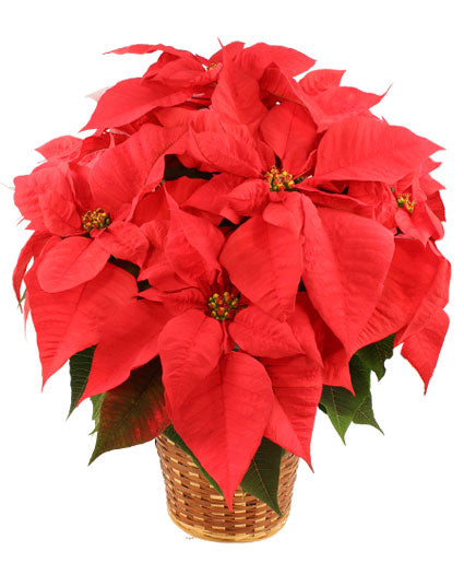 VIBRANT RED POINSETTIA FLOWERING PLANT